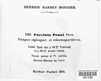 Tranzschelia pruni-spinosae image